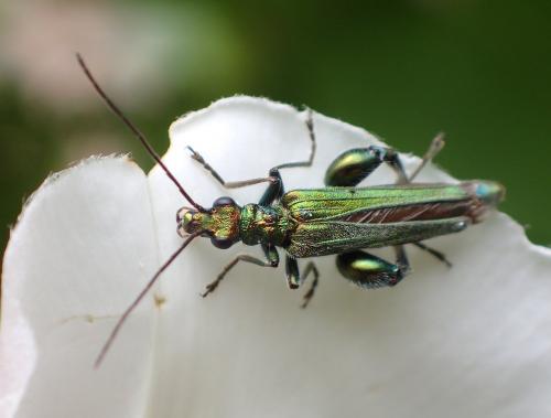 Réf. 266 846 : Oedemera nobilis
